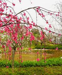 ¹԰һҲ̫˰ɣƬ̲ƺûˣ