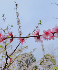 ԤԼǲҪǮͲ˻̫Ƭ