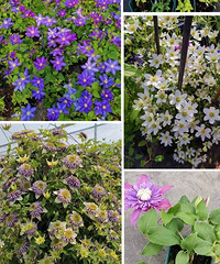 ֲĵļҺãײʮҵԲʧ