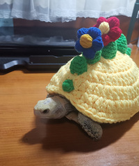 准备给我的小乌龟买件衣服