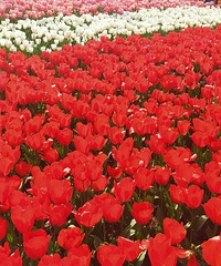 ̫ƬҲ̫˰ɣʺȥա̤