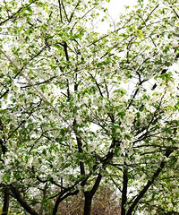 ɽֲ԰ɫӣɽӣȾҰʢ