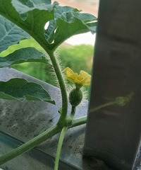 我的生活种菜种花日记,居然种出一个自然熟翻了砂的西瓜出来