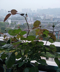 我的生活种菜种花日记,居然种出一个自然熟翻了砂的西瓜出来
