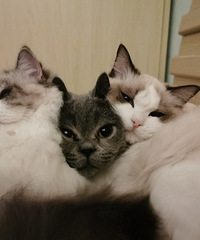 我的独居生活,一人6猫两狗