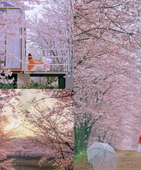 平坝樱花太梦幻了,住景区不用排队超爽