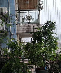 ʮ�����¼��������ţ�ȴ��Сľ������Cλ������̫����