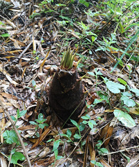 տϺӡ¶ӪҰĺõطҲ