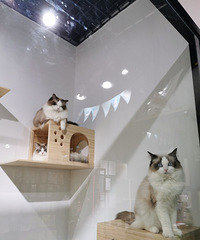 我的独居生活,有你们的陪伴很幸福