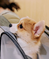 一人一狗算不算独居?想给狗狗找个粑粑