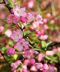 һƬѵĺĻ̫λˣճƬ