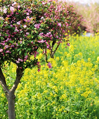 һƬѵĺĻ̫λˣճƬ