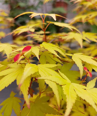 ԺáǿķҶ̫ʺֲˣıֶ