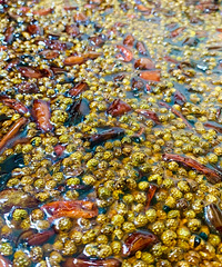 �󱤰��ص�С��¥�͹ݣ�����ˮ��˳�����ʵİ�