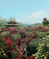 ɽҰĶžжһҪȥܸܵ