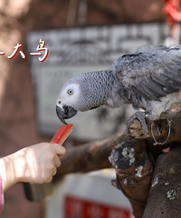 不止有鳄鱼的鳄鱼馆,是姐姐最爱的地方之一【春游记】