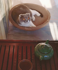 ���ɵı����Ǽ�į��һ�����ϰ࣬һ���˻ؼң�һ����ߣè