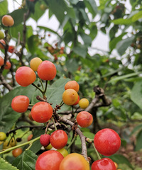 �������Ƥӣ������Ŷ��Ҫժӣ�ҵĸϽ�ȥ