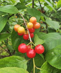 �������Ƥӣ������Ŷ��Ҫժӣ�ҵĸϽ�ȥ