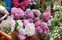 ѾӲԺ´죬һʱ仨ٲ