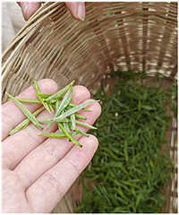 在茶园当采茶姑娘,体验采茶制茶全过程