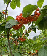 ����һ��ժӣ�ҵĺõط���10��Ǯһ�ﻹ��Ҫ��Ʊ