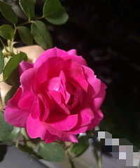 真的很舍不得,当初专门辞职一个人8个月亲力亲为的一室一厅