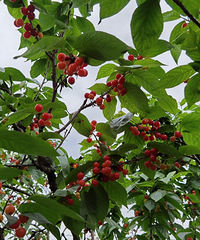 ԰ԵӣһأտСϺҪ̫ˬ