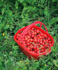 ��ʤ��Ƥӣ�Ҳ�ժ���������˶¿�һ������