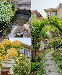 1个院子3个露台,藤本樱一年就爬成拱门