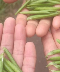 清明节前后出来的一种可以吹的植物