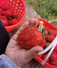 ݮֻҪ20һɽׯʵֺˣ