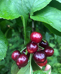 ��Ƥӣ�Ҳ�10��Ǯһ�ÿ��������ժ��ûʧ����