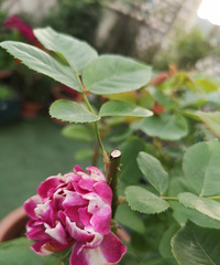 ŻļڵˣСҴ԰ӵĴɫ