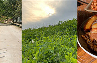 ĩ̤ͭ䣬ժ㶹Ƭ㡢ũҲ