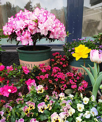 ���ڵ���¶̨������棬�����ݮ����գ������ҵ�ֲ����������