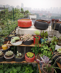 ǽϣݶ԰лˮвˡǫ̛