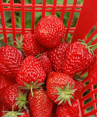 ������ժ��ݮ��ĩ�೵��50��Ǯһ�����װ