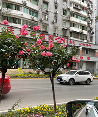 今年市政道路上的花开得真好看呀
