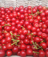 Լ԰ΣʮֹϹ߲˳ԶԲӮ