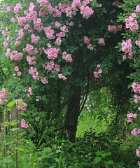 ˢɯõ԰ȷʵĳƯ춼ܳƬ