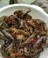 ժѵˡɣݶݡϺ̫ʺϴ