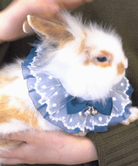 ���Ը�С���ӻ�װ������裬ߣë���׸���ͣ������