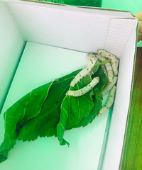 15�����Ե�ɣ�أ��ó��ֺ���