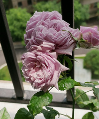 ڱʻΧֱ̨ͣǻ԰͵Ĵ