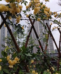 Լϣִ԰һ꣬30¼ȫ