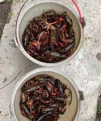 1Сʱ͵ıصأܵСϺũҲ