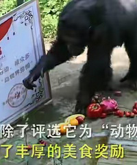 重庆黑猩猩五一被评为“动物界劳模”