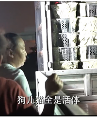 快递公司违法运送活体,场面骇人