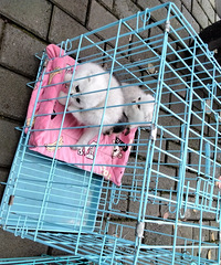 ��̽�ϰ�ɽǧԺ(����·)���У�ÿ��������ϳ�